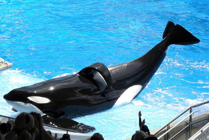 Tilikum, one of the killer whales that had died at SeaWorld.