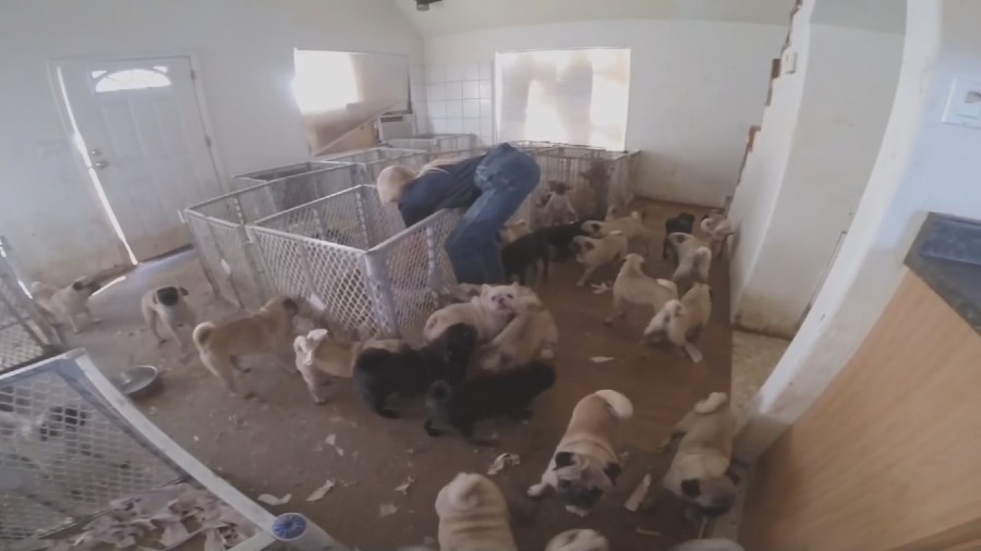 married couple bred and sold the pups