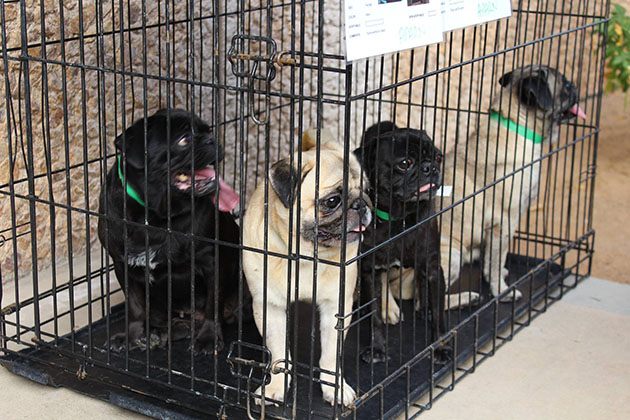 The dogs are now up for adoption