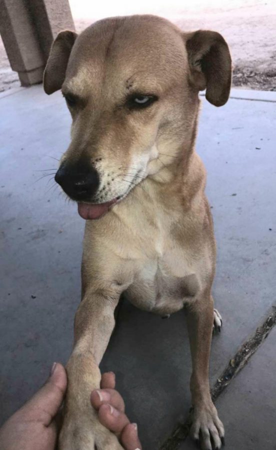 This is Yasmins Labrador golden retriever mixed with husky, Khalid.