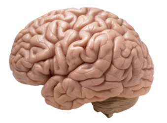 A brain to show its association with mental health.