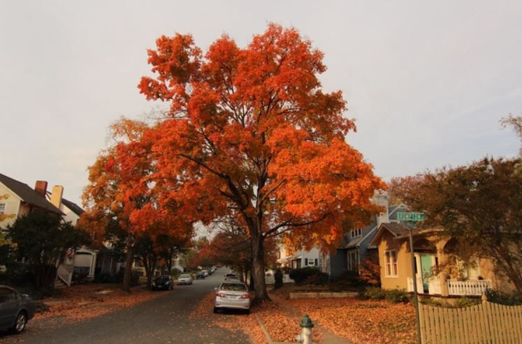 Neighborhood street with a big tree with orange leaves