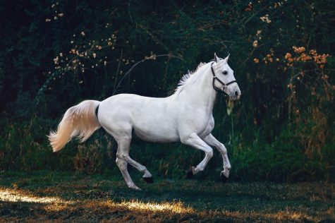 A picture of a white horse galloping
