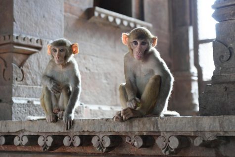 Picture of monkeys sitting on an antique ledge.