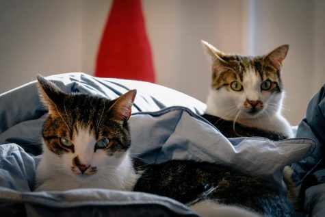 Kats on bed covers looking straight at you