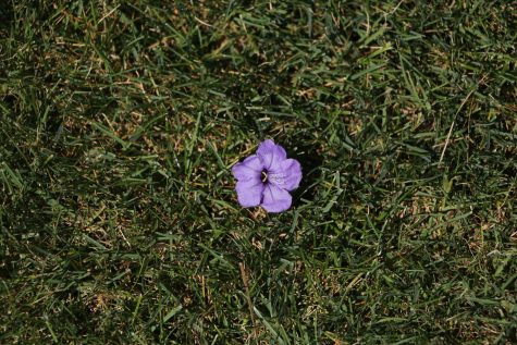 A purple flower in the middle of a grass field