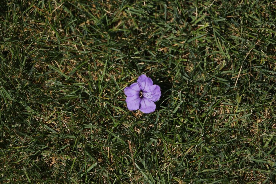 A+purple+flower+in+the+middle+of+a+grass+field
