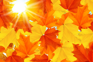 Multi-Colored autumn leaves on a white background