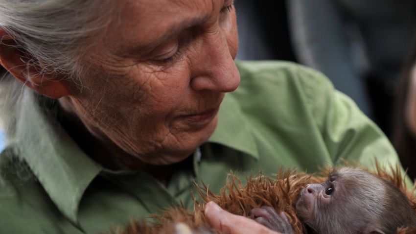 Jane Goodall holds a baby Cebus capucinus monkey during a 2013 visit to a primate rescue center in Chile.