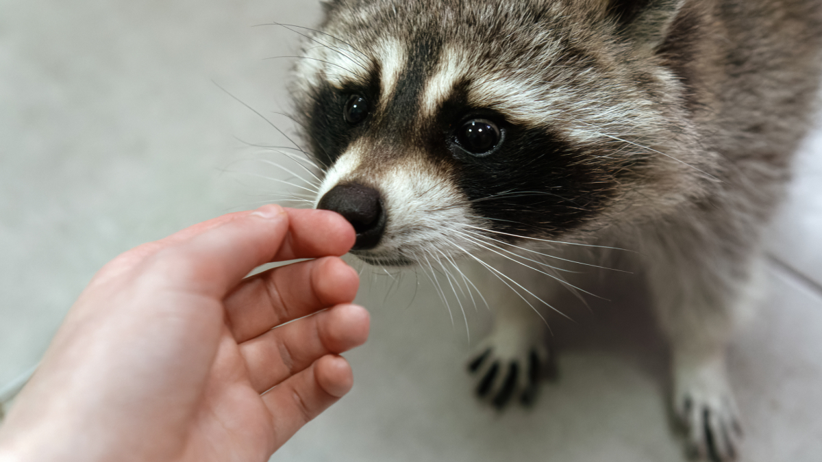 Are Raccoons Slowly Becoming Domesticated?